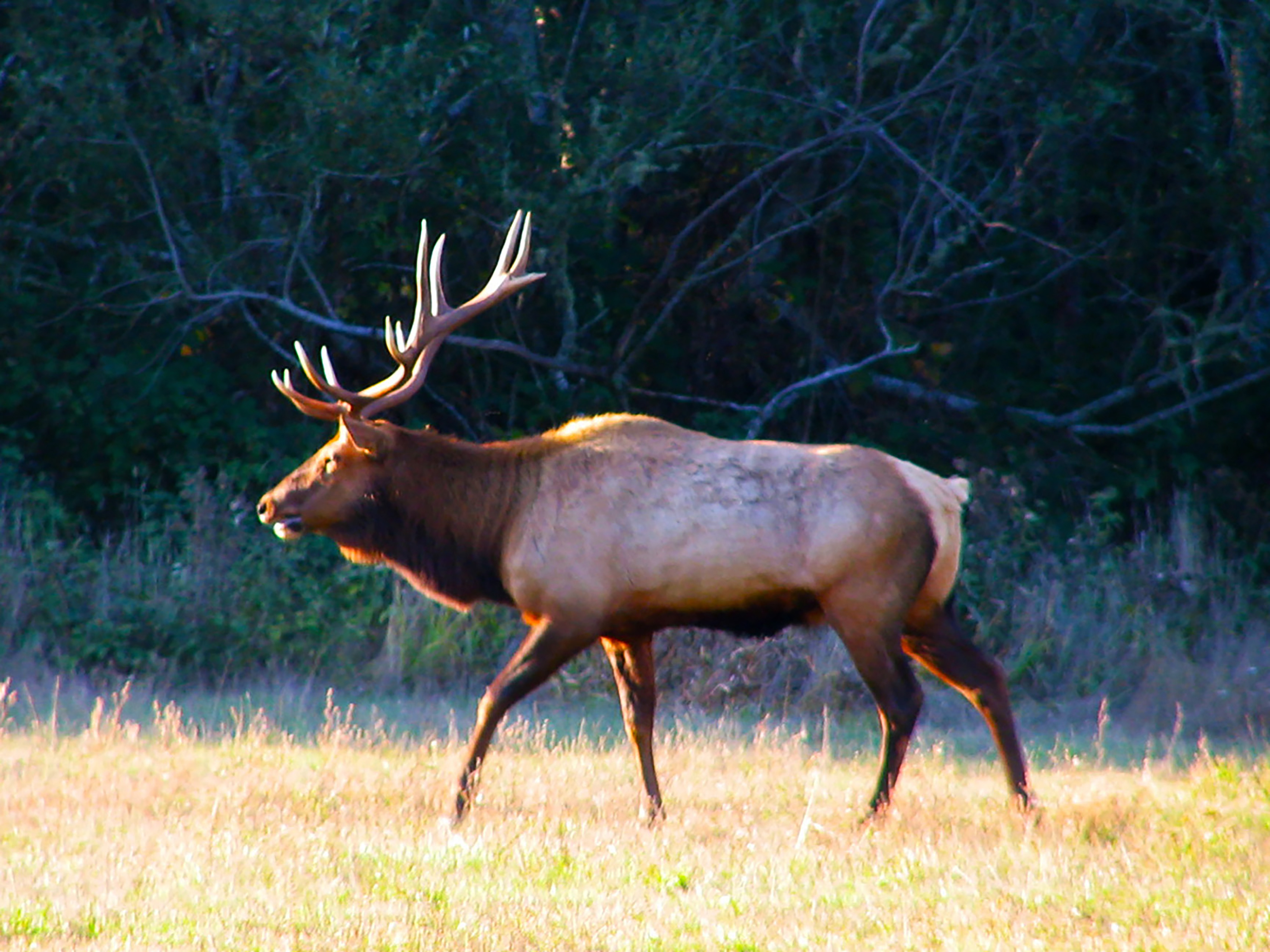 A Roosevelt Elk faces the setting sun.